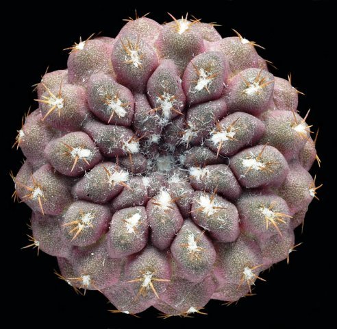 Neoporteria_carneoflora